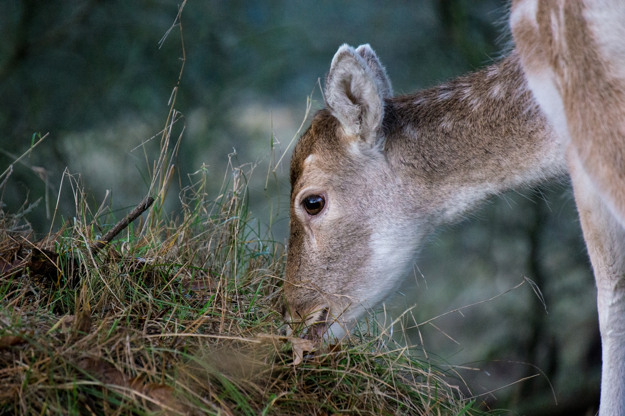 Sony NEX-5N, FL 210mm,EP 1/320s, F7.1, ISO3200