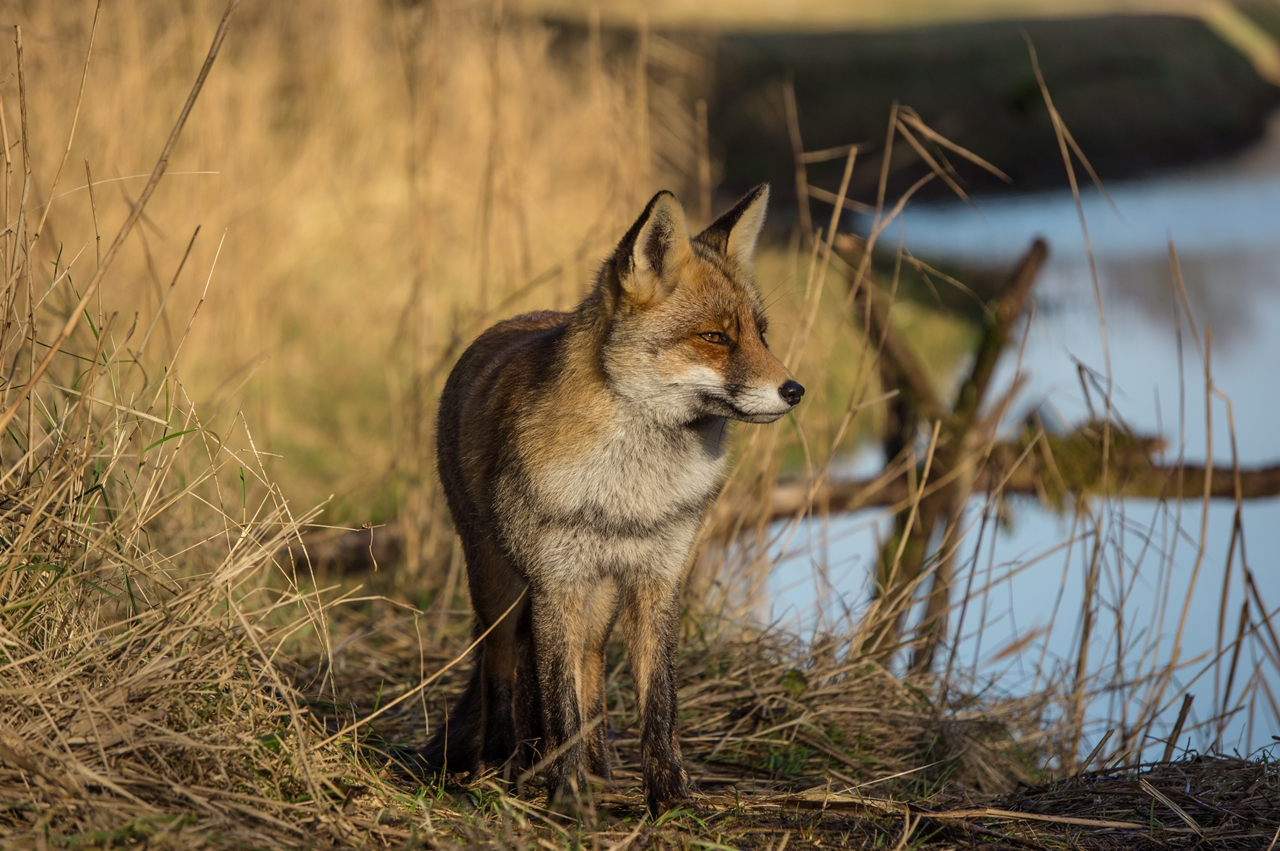 Sony NEX-5N, FL 153mm, EP 1/400s, F6.3, ISO 100