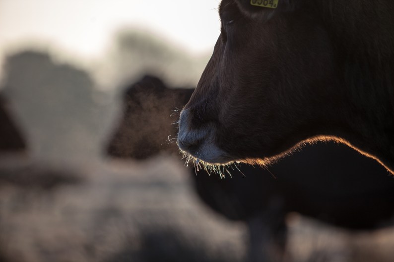 Canon 5DMII, FL200mm, EP1/1250s, F3.5.0, ISO 400