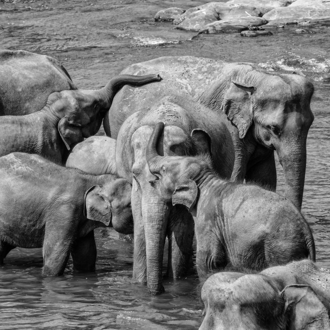 pinnewala sri lanka 2013