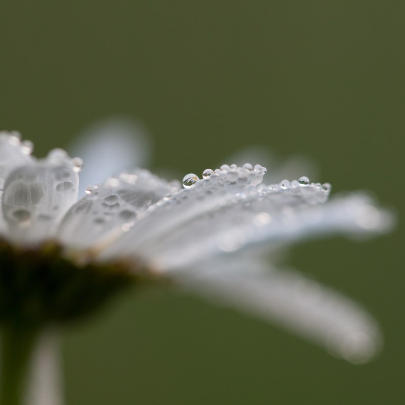 240513-bloemdruppels