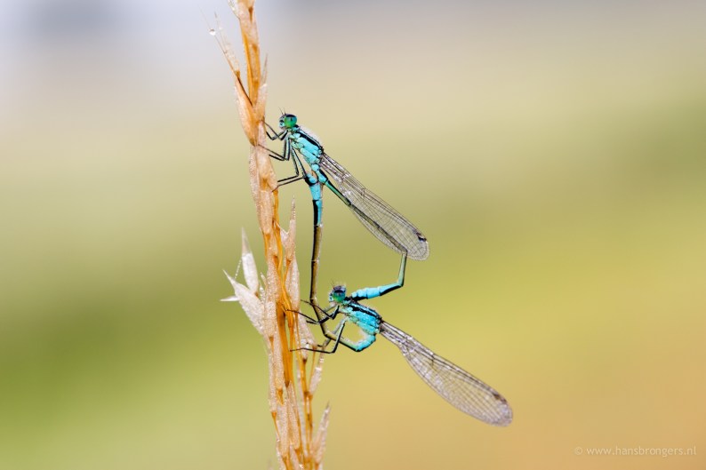 20130727-uppel-libel-jpg-9