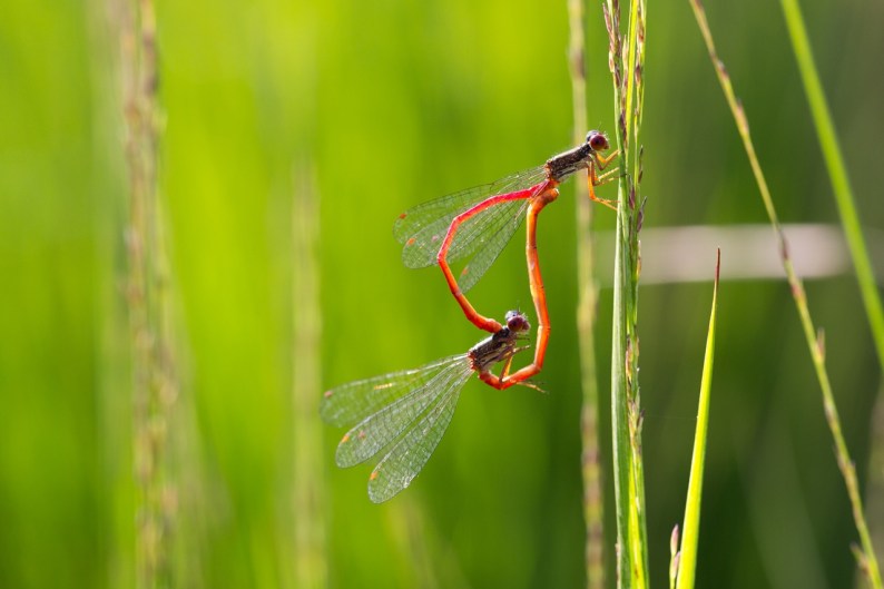 20130816-hapertsevennen-insect-78