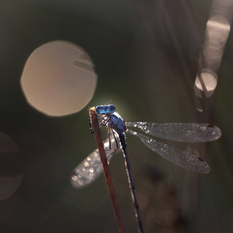 20130816-hapertsevennen-insect-19