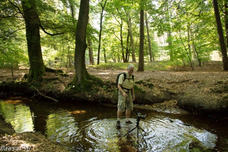 Verre achterneef van