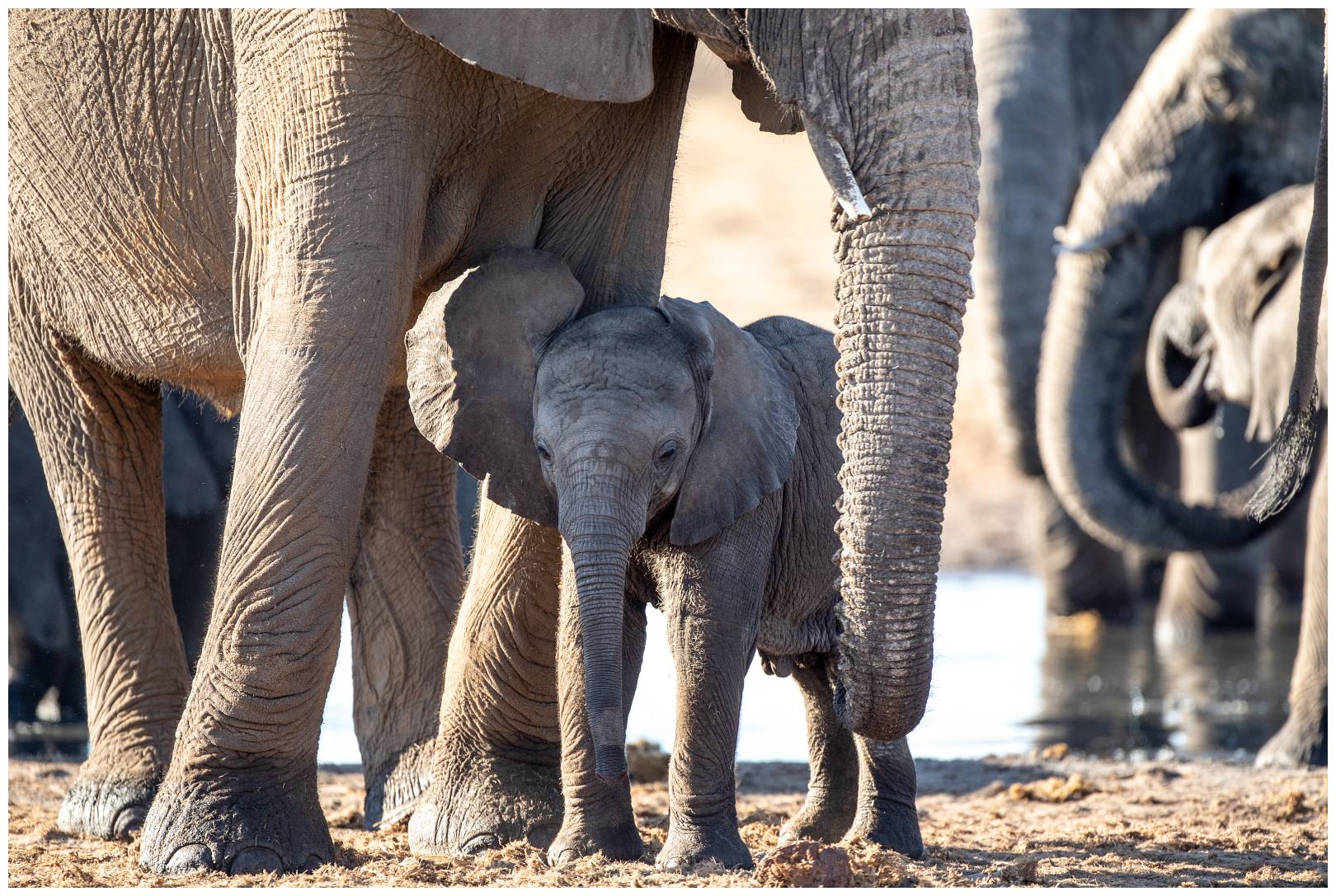 reis-portfolio-cover