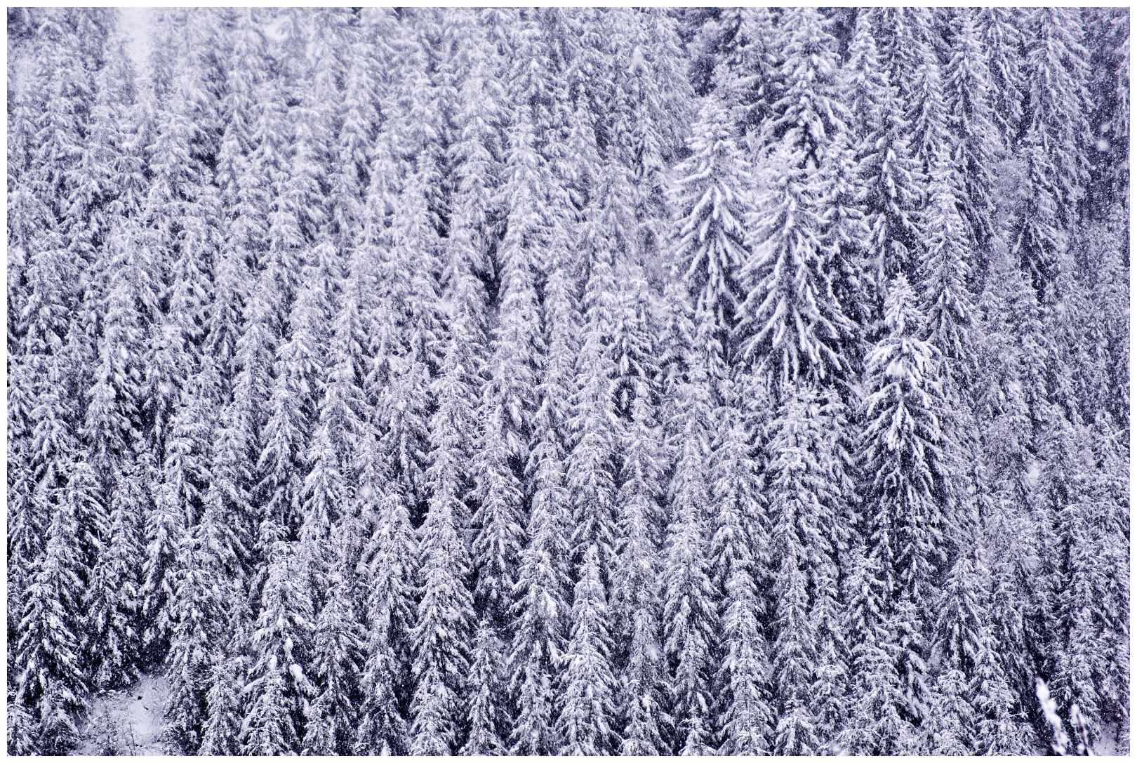 Hoge venen februari 2020