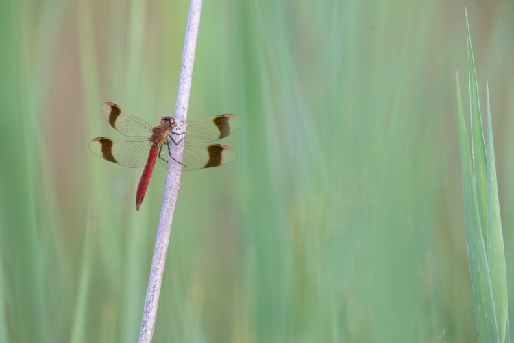 bandheidelibel - blog