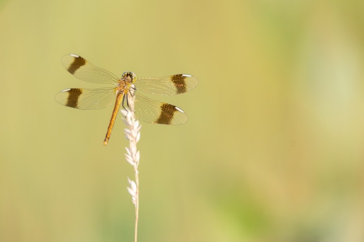 bandheidelibel - blog