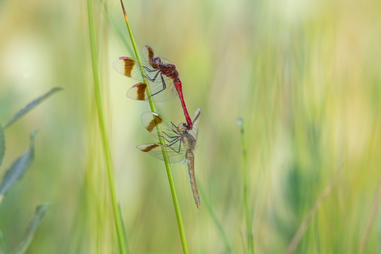 bandheidelibel - blog