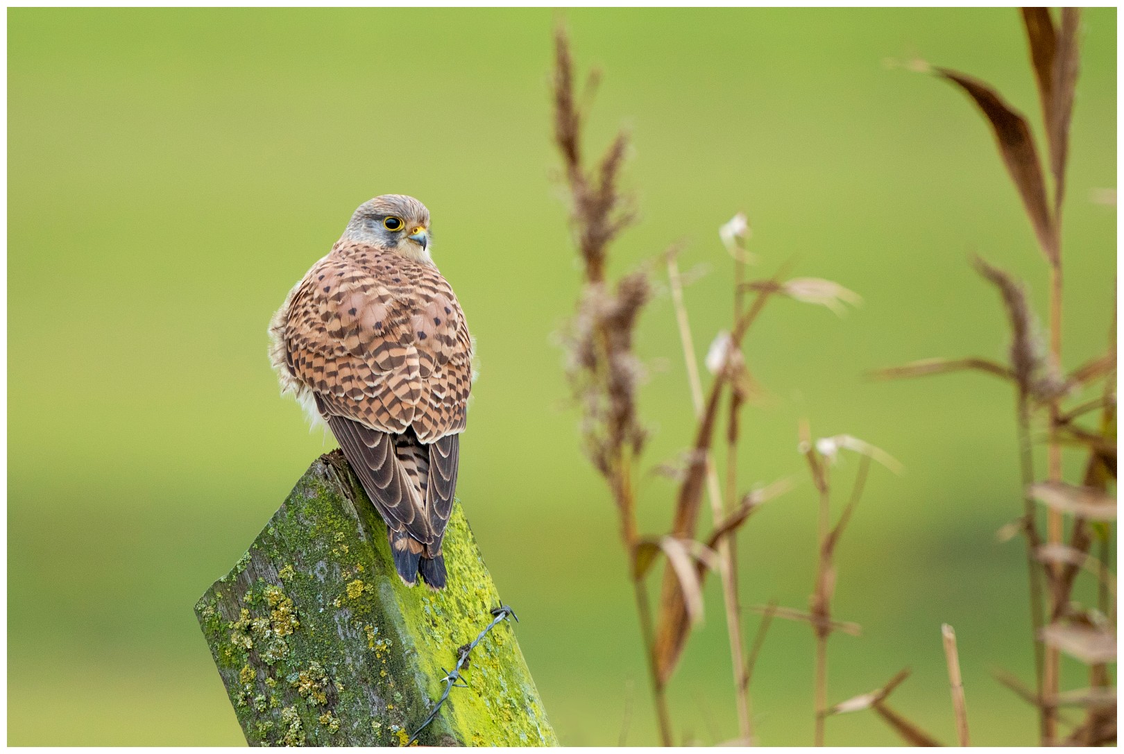 torenvalk blog 11 november '20