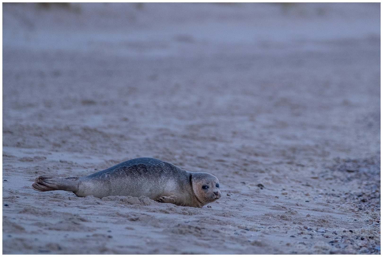 Texel recent december '20