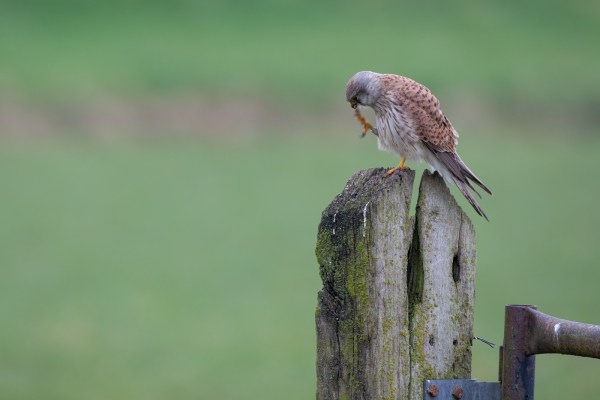 blog-lente-in-het-land pix