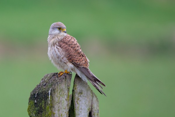 blog-lente-in-polder-2021-03-26