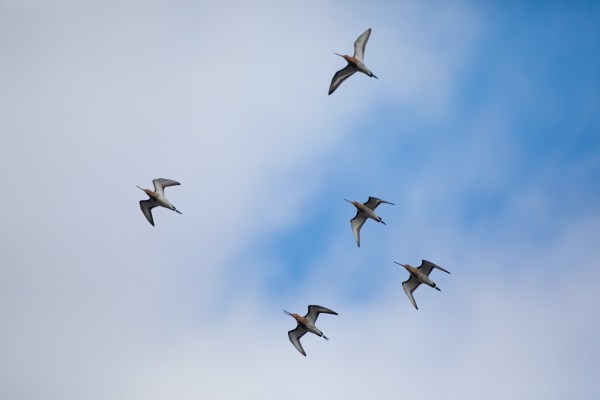 blog-lente-in-polder-2021-03-26