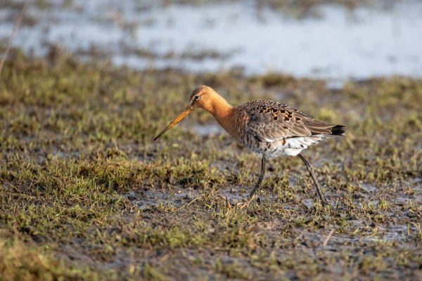 blog-lente-in-het-land-2021-03-16