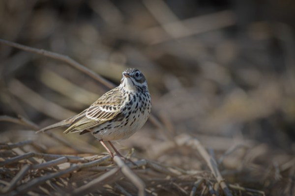 blog-lente-in-polder-2021-03-26
