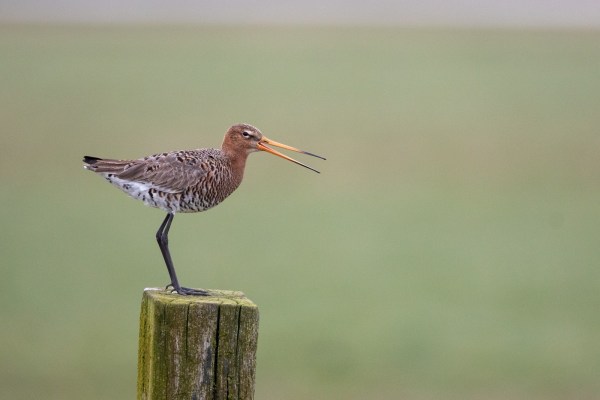 blog-lente-in-polder-2021-03-26