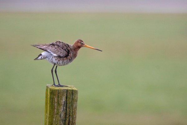 blog-lente-in-polder-2021-03-26
