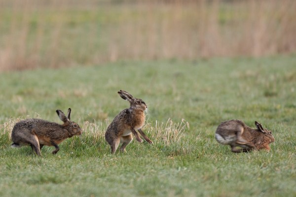 2021-04-02-arkemheen-blog