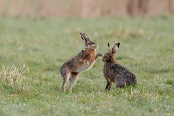 2021-04-02-arkemheen-blog