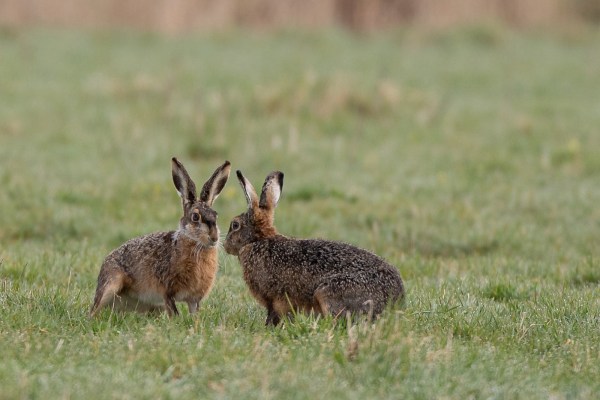 2021-04-02-arkemheen-blog