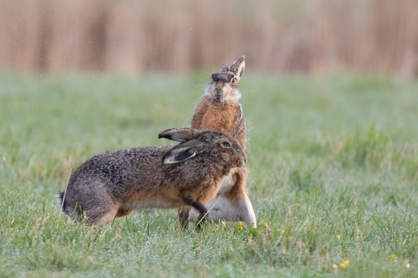 2021-04-02-arkemheen-blog