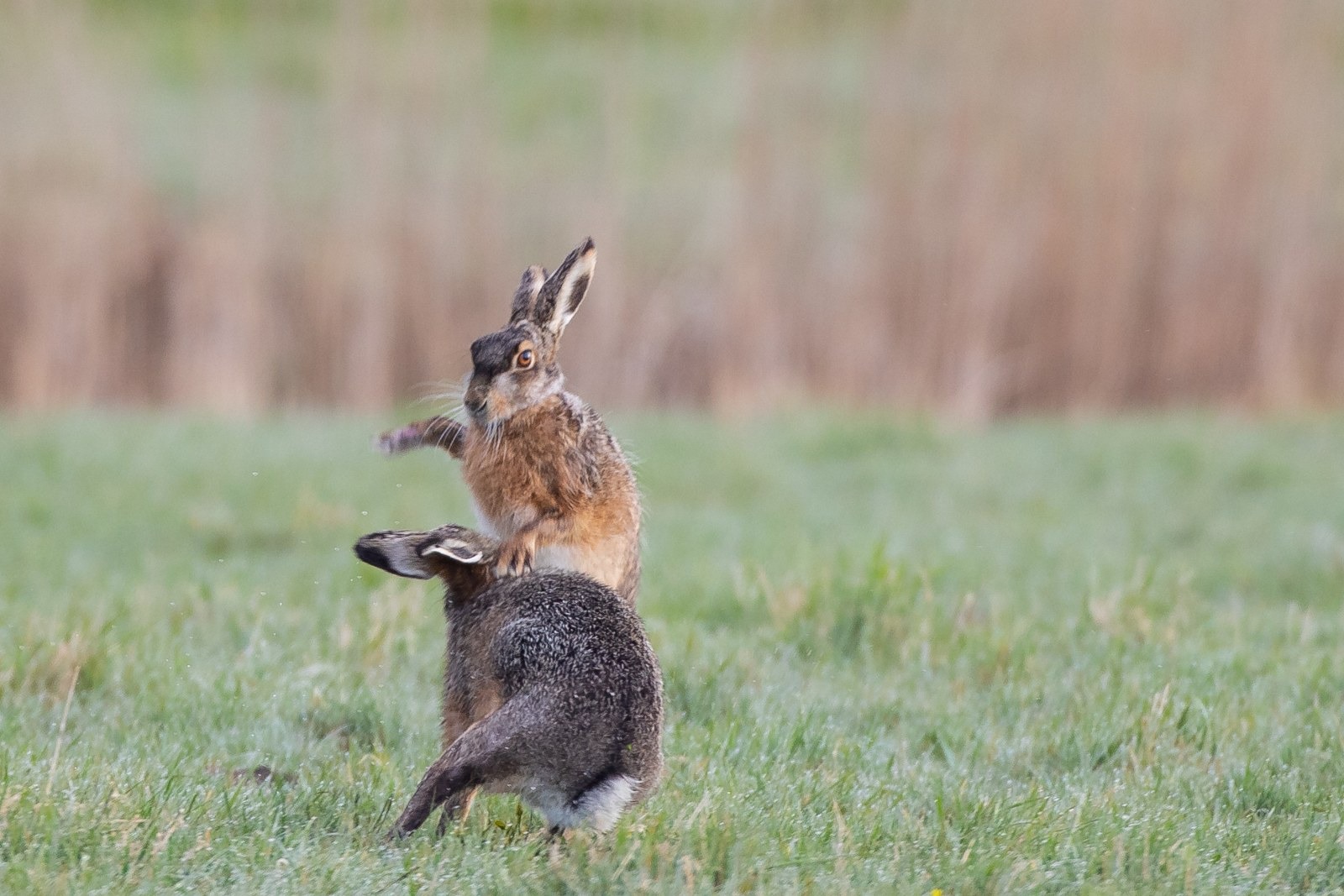 2021-04-02-arkemheen-blog