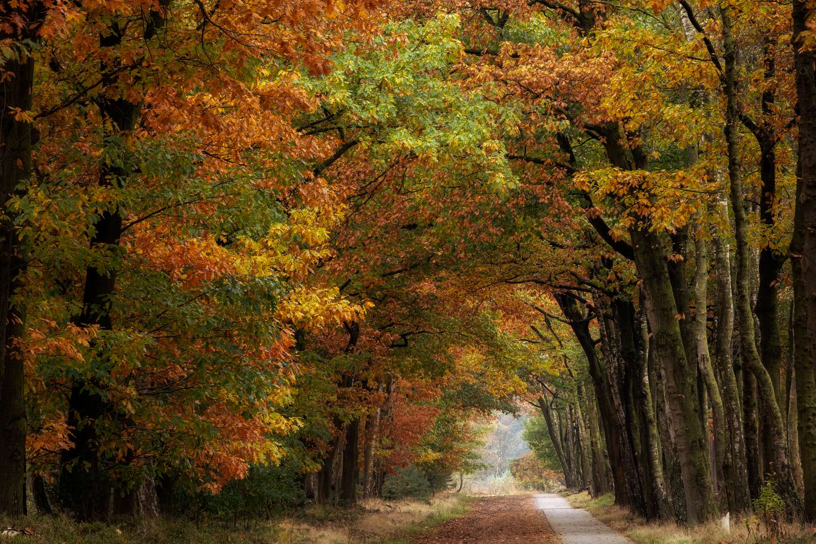door-de-maan-heen-oktober-21