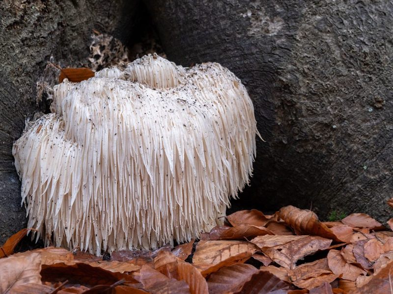 Laatste herfstfoto’s van&nbsp;2025