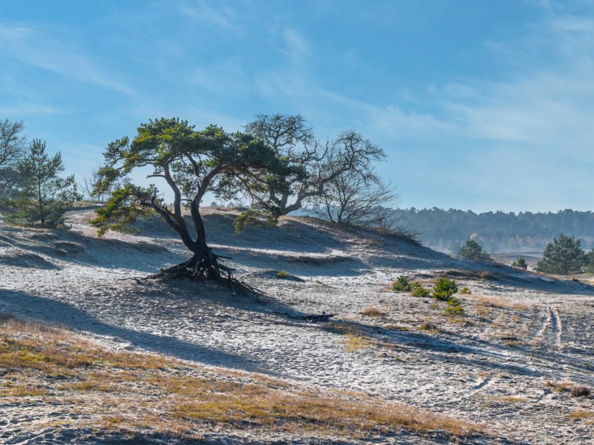 Leuvenumse bossen herfst 2025 –&nbsp;Beekhuizerzand