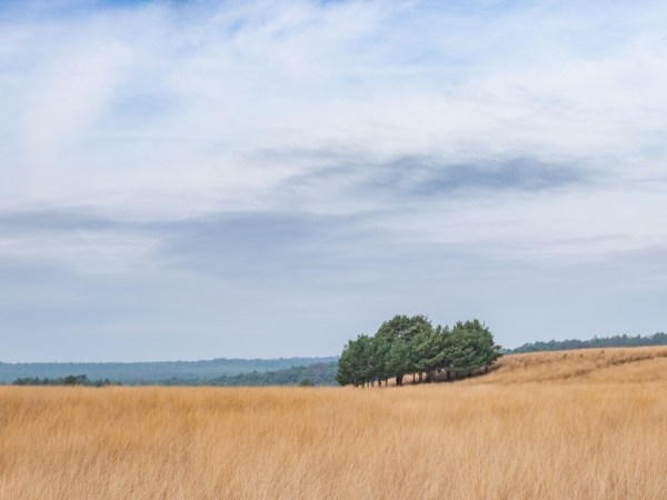 De Terletse heide best mooi zonder&nbsp;heide?