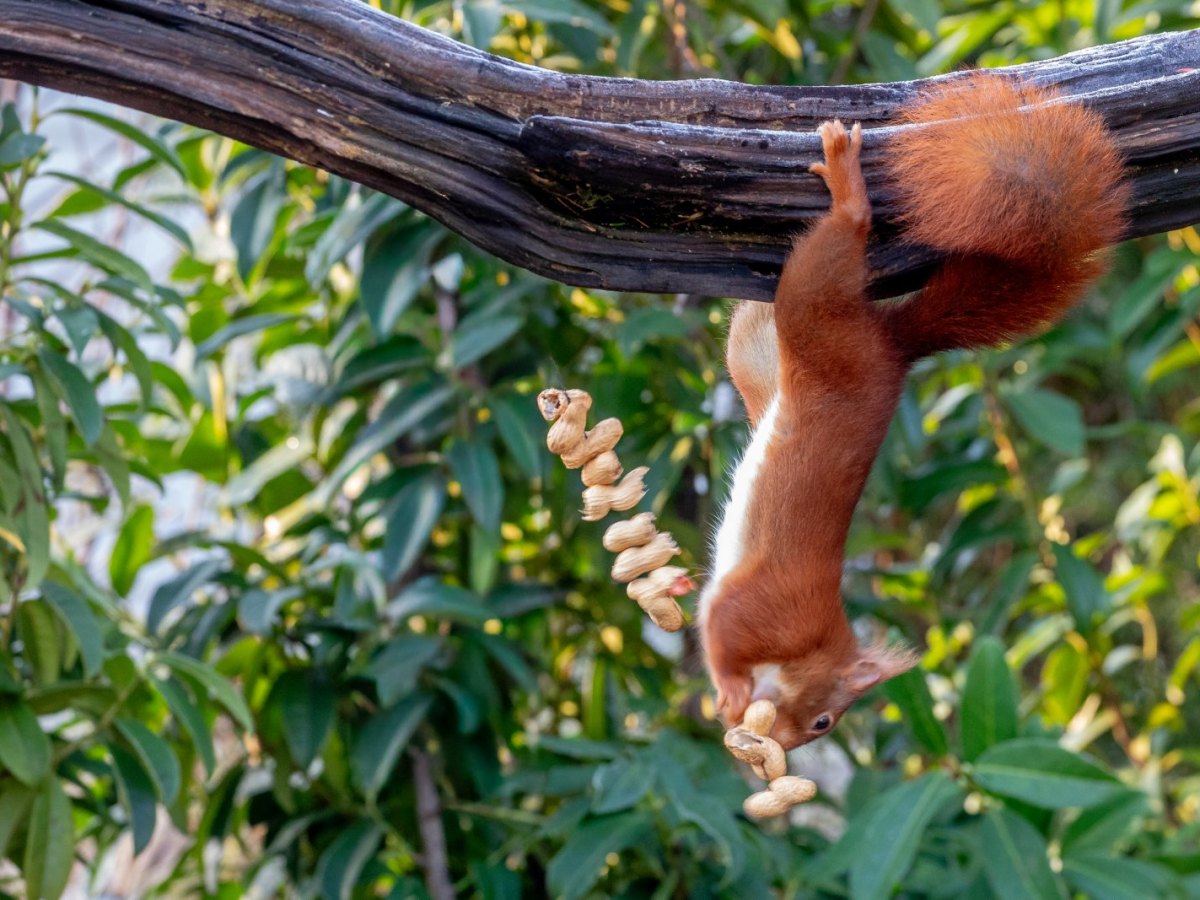 Acrobaat in de&nbsp;tuin