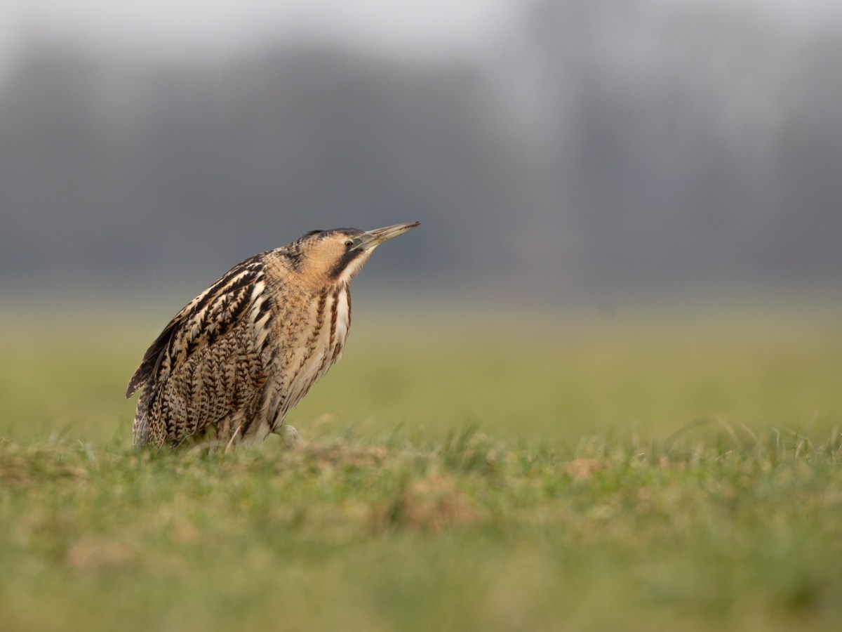 Een ochtend in de polder, de&nbsp;roerdomp