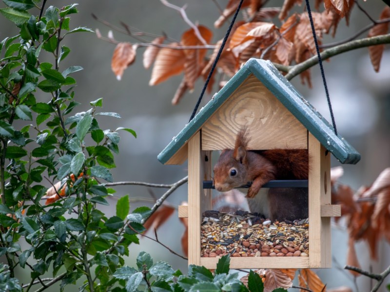 Niet echt bestemd voor de&nbsp;eekhoorn