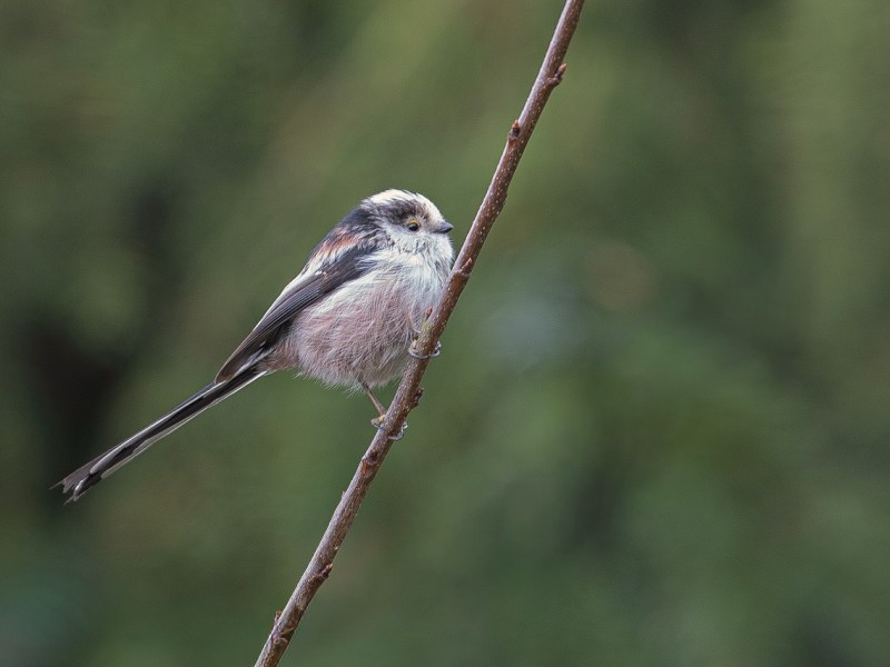 Eindelijk …… de&nbsp;staartmees