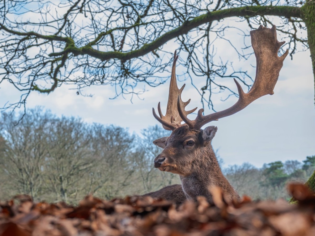 Oog in oog met ….. een&nbsp;Damhert