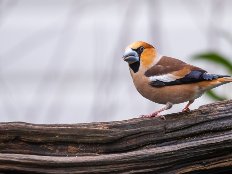 Ze zijn er weer, de&nbsp;appelvink