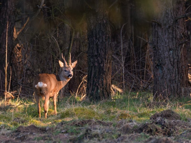 Drie maal is&nbsp;scheepsrecht