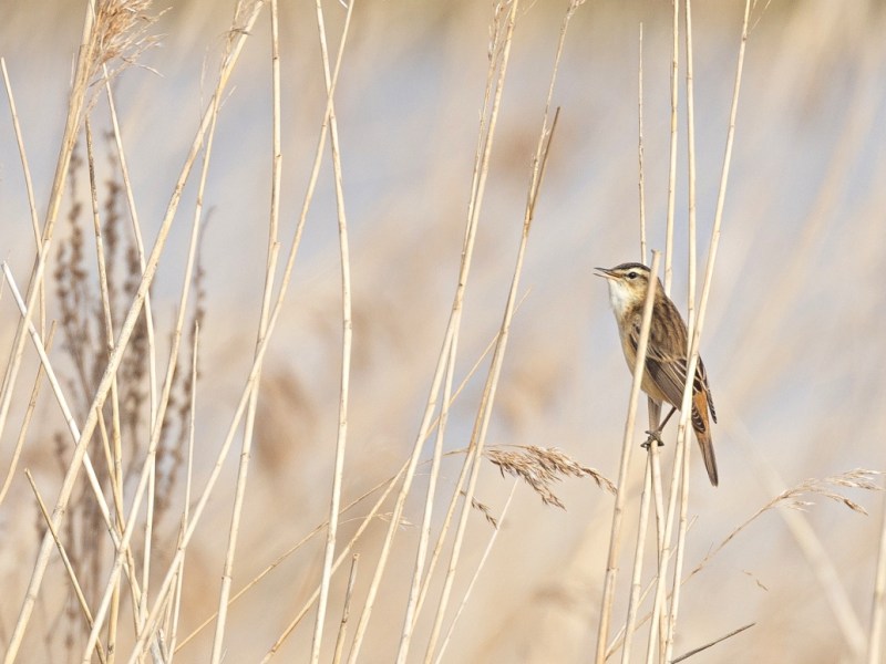 Een ochtend in de uiterwaard, de moeite&nbsp;waard