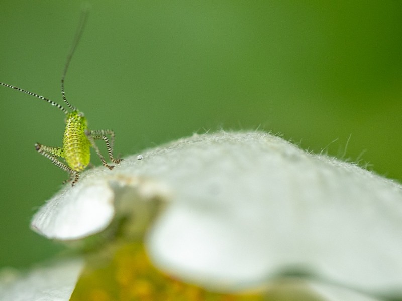 De kleine wondere wereld in beeld – de Groene struiksprinkhaan, nimf