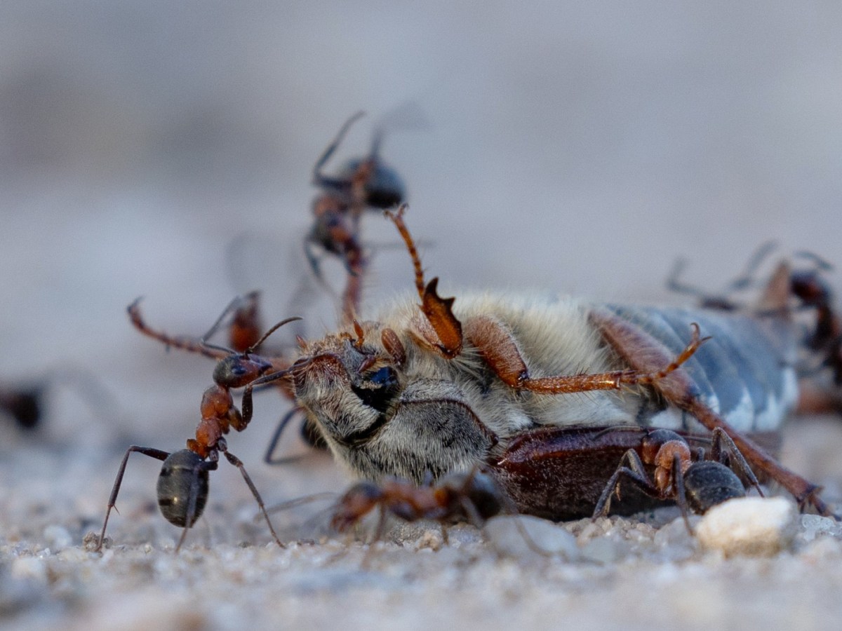 De kleine wondere wereld in beeld – De mier, de opruimers van de&nbsp;natuur,