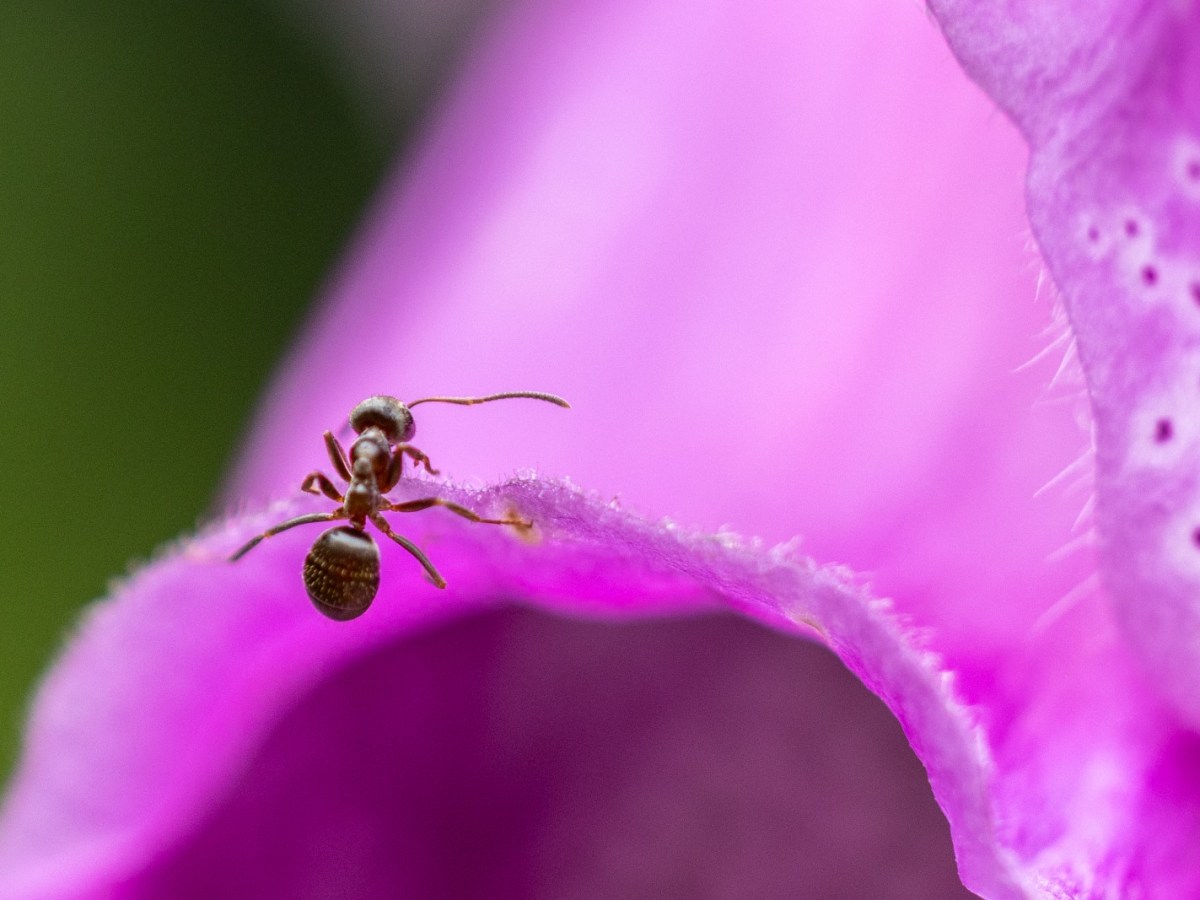 insecten jun26